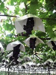 IMG_1019.jpg